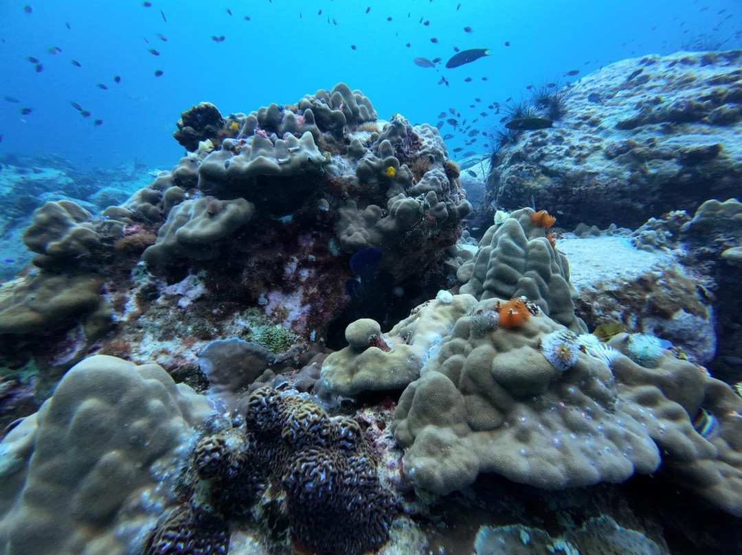 Scuba Nation Diving Centre-高龙撒冷岛必去景点