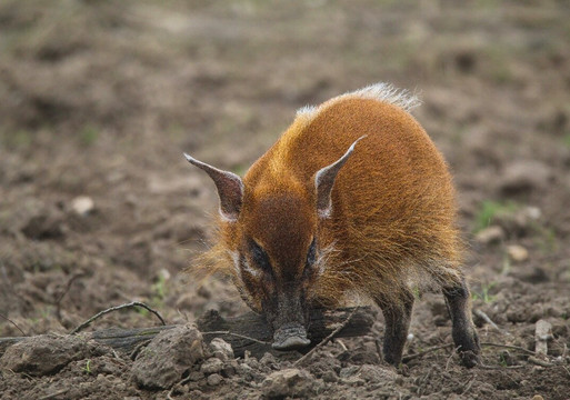Africa Alive-Kessingland必去景点