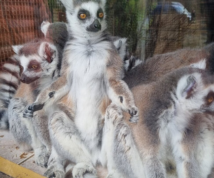 The Lake District Wildlife Park-Bassenthwaite必去景点