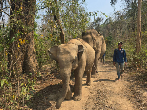 MandaLao Elephant Conservation-琅勃拉邦必去景点