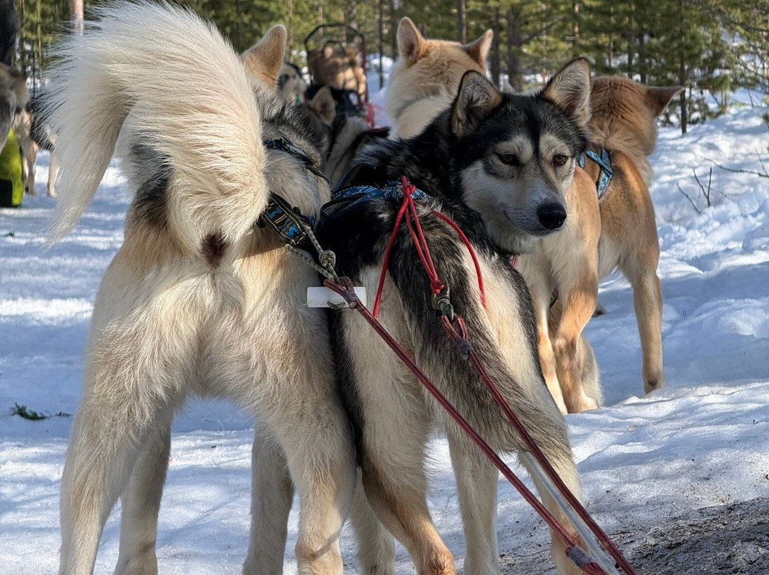 Taigausko Husky Experience-伊纳里必去景点