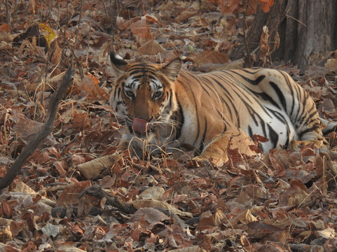 Kipling's Court主图