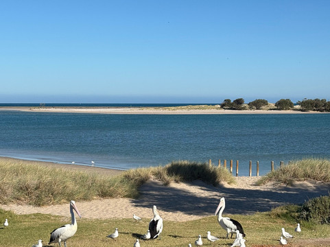 Kalbarri Pelican Feeding-卡尔巴里必去景点