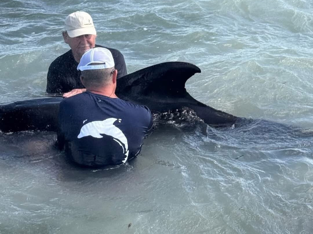 Dolphin Life-拉哥岛必去景点