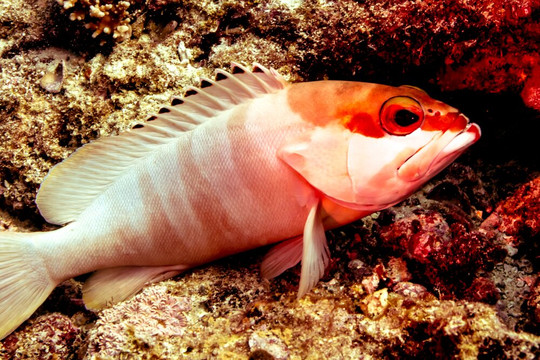 Scuba Journey-乌库拉斯必去景点