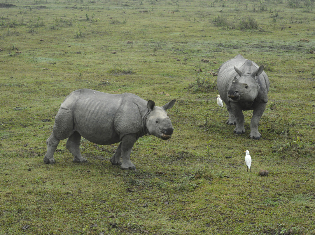 Kaziranga National Park-卡齐兰加国家公园必去景点