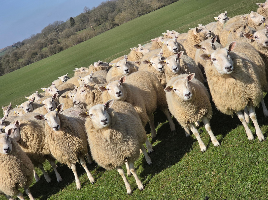 Nij Vyas Sheepdog Experience-East Norton必去景点