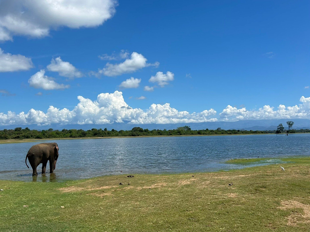 Udawalawe Safari Jeep With Guides-乌达瓦拉维国家公园必去景点