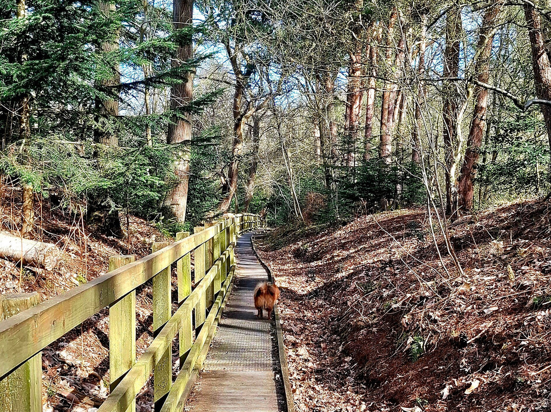 Pretty Corner Woods-Sheringham必去景点