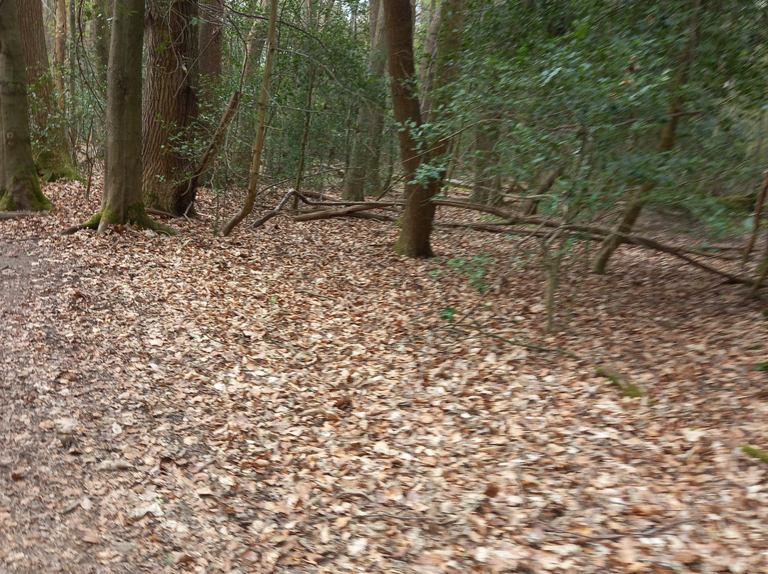 Cassiobury Park-沃特福德必去景点
