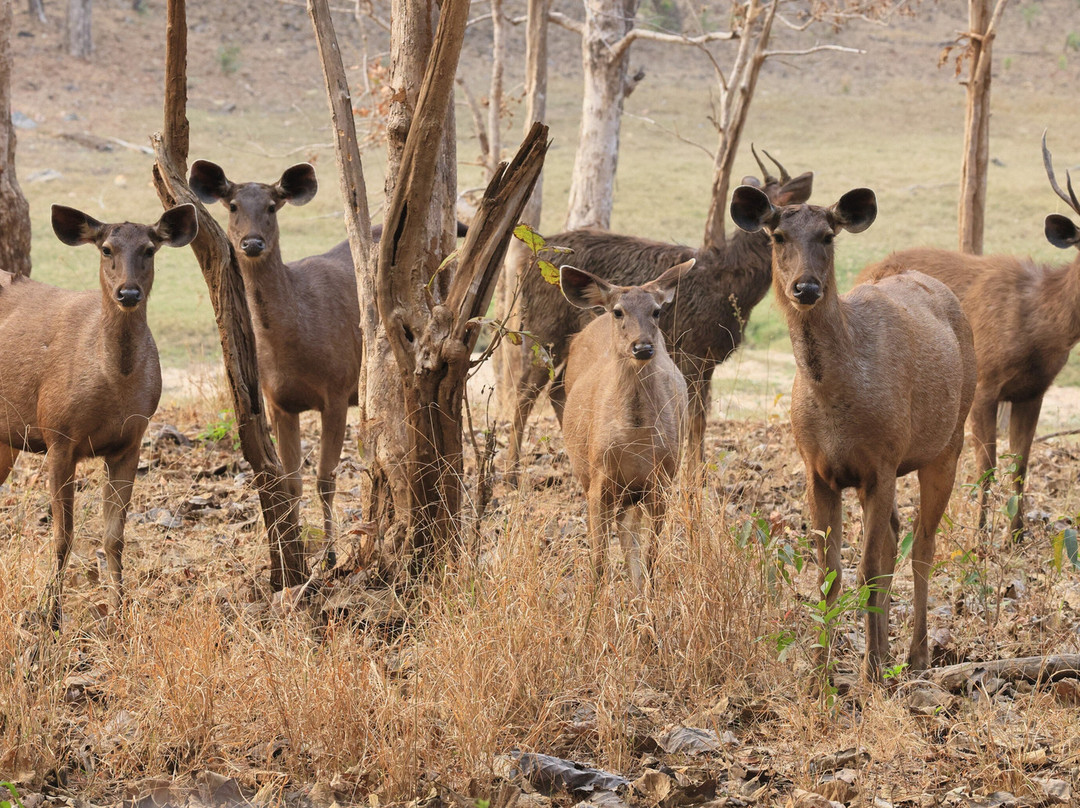 潘趣丛林营地酒店主图