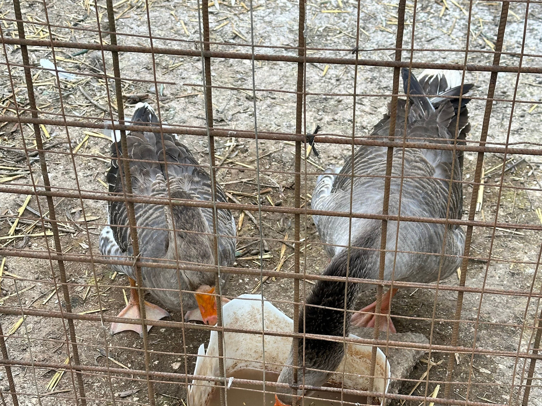 Fattoria Didattica Marilù-Veroli必去景点