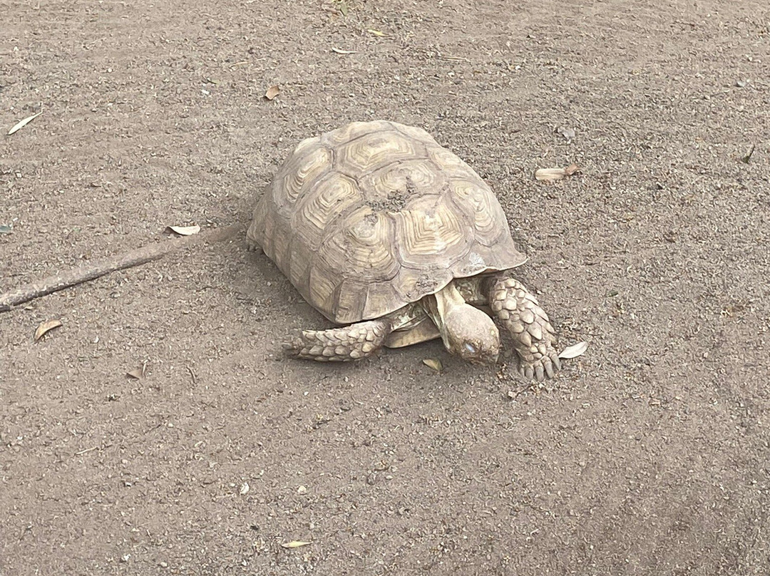 Cocodrilo Park Gran Canaria-阿古伊梅斯必去景点