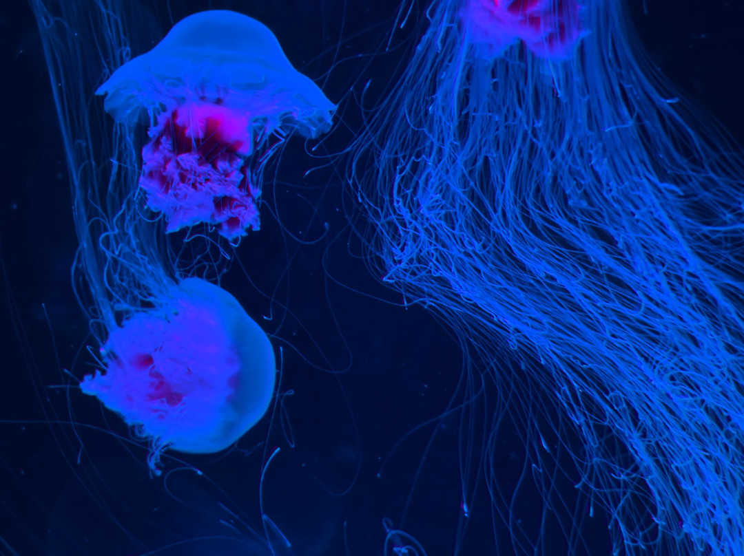 Jellyfish Museum-庞帕诺比奇必去景点