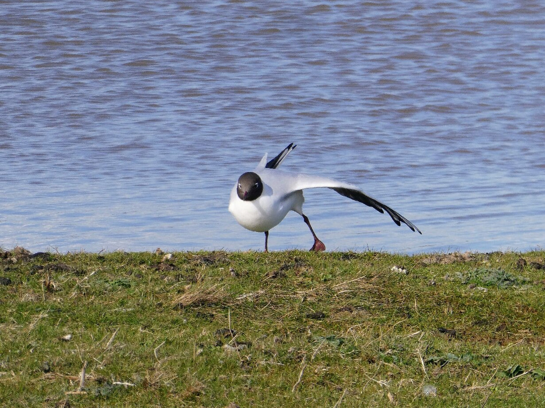RSPB Saltholme-米德尔斯堡必去景点