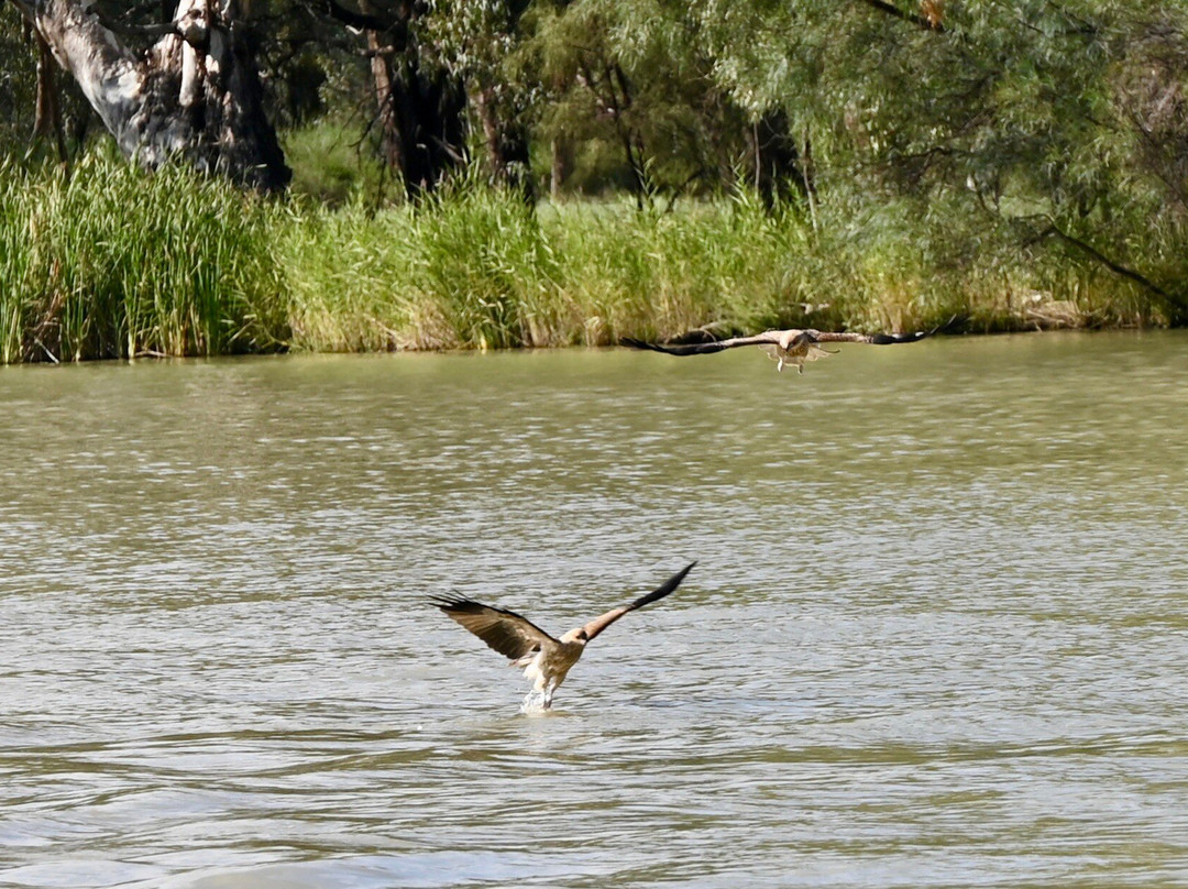 Murray River Trails-Renmark必去景点