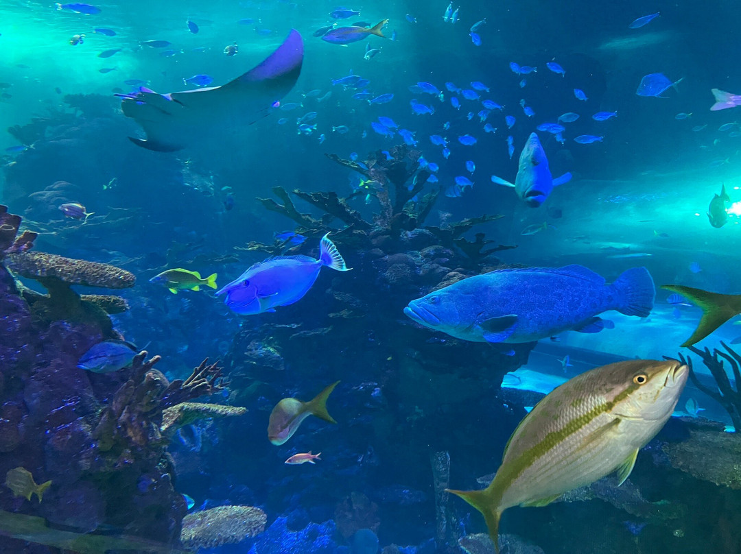 Aquarium At The Boardwalk-布兰森必去景点