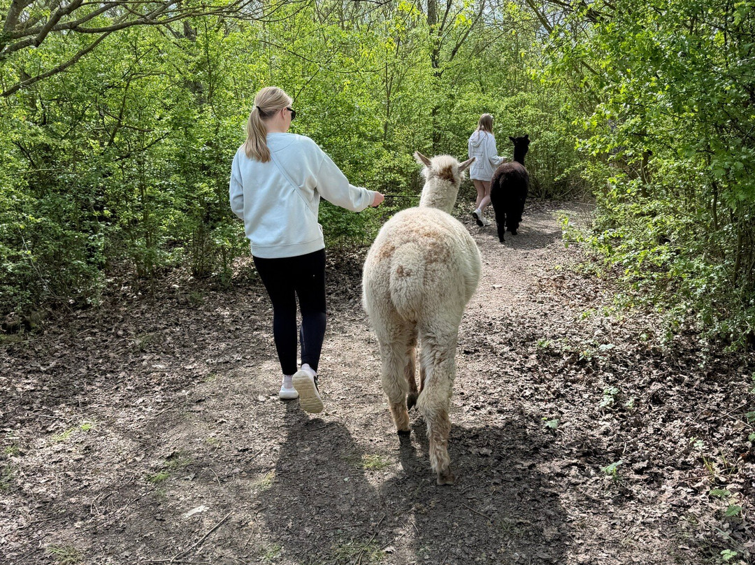 J and J Alpacas-特伦特河畔纽瓦克必去景点