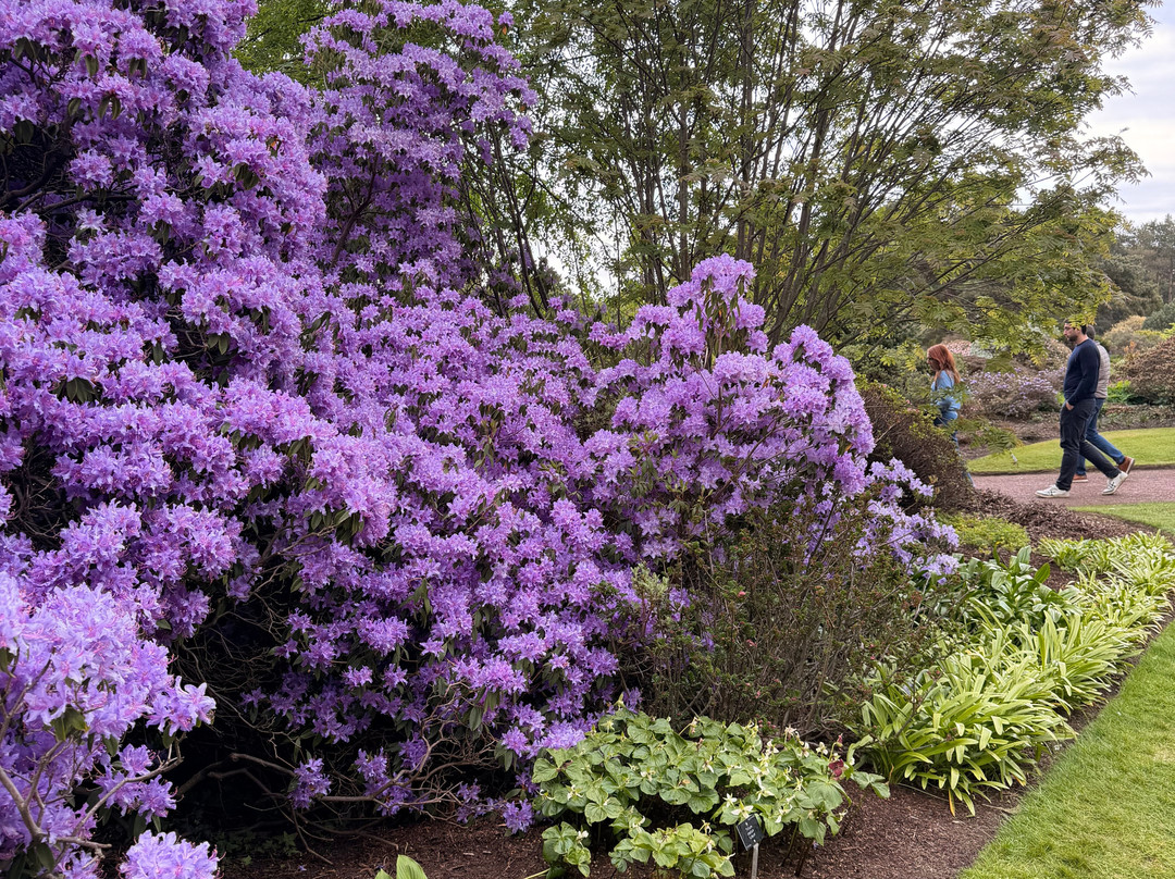 爱丁堡皇家植物园-爱丁堡必去景点