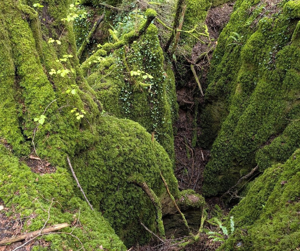 Puzzlewood-Coleford必去景点