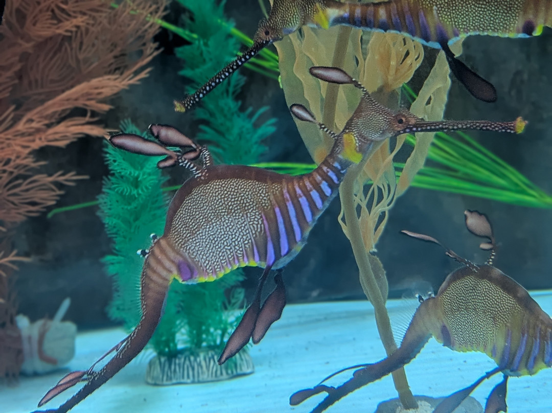 Seahorse World-Beauty Point必去景点