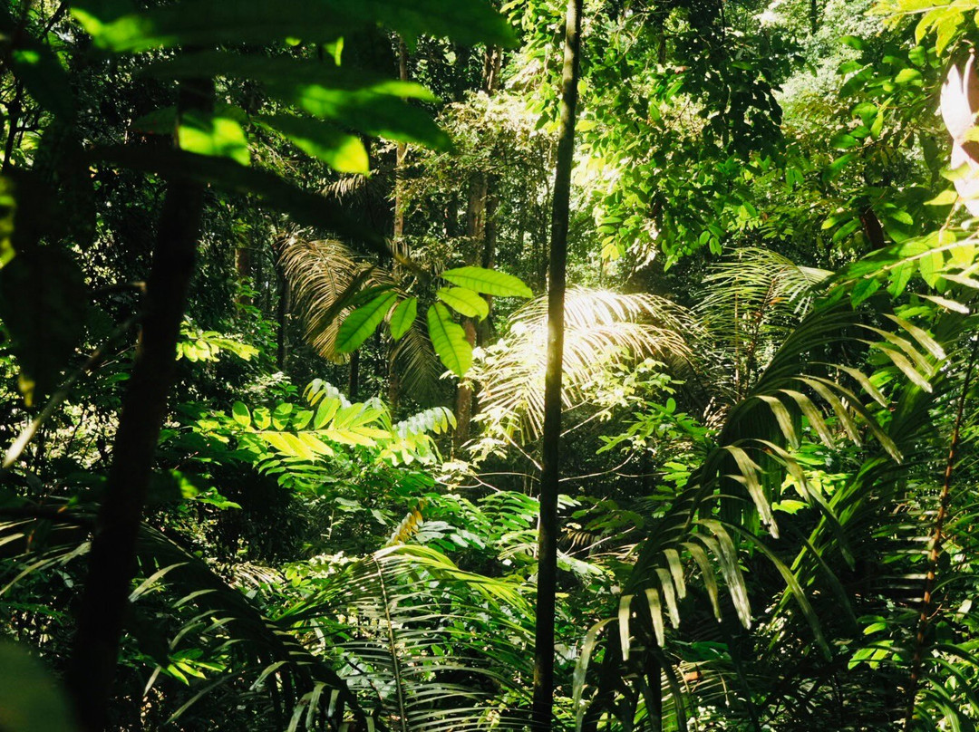 FRIM -Forest Research Institute of Malaysia-八打灵再也必去景点