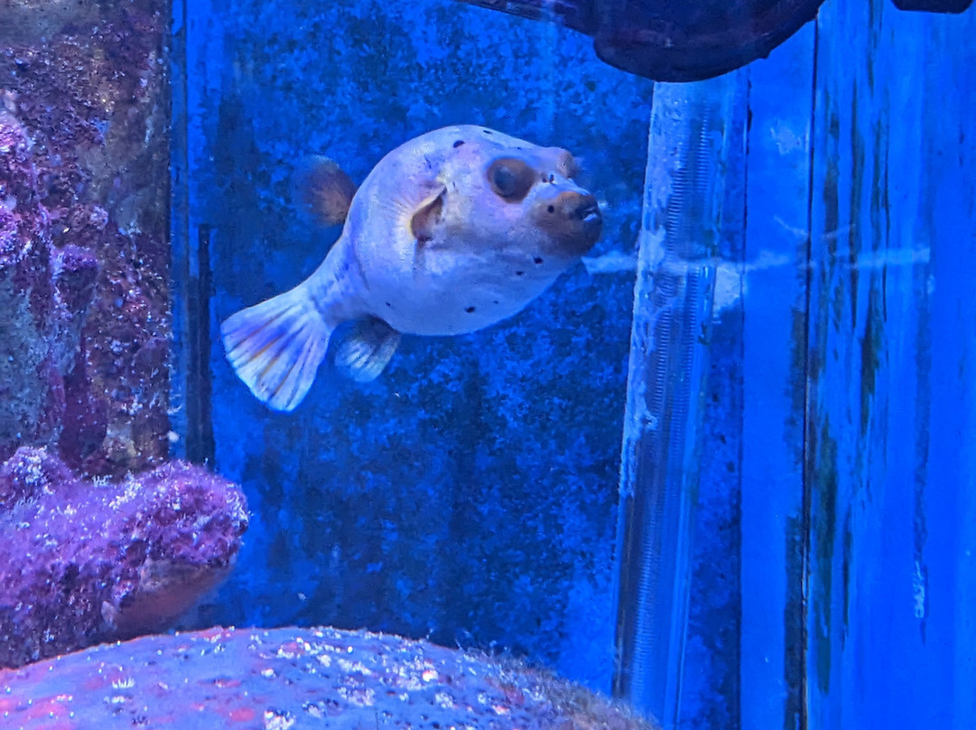 Aquarium de Dunkerque-敦克尔克必去景点