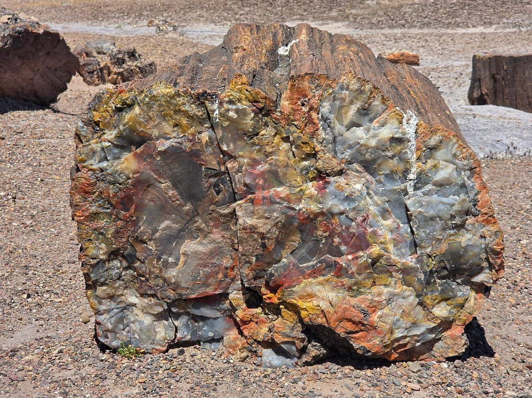 Petrified Forest National Park-霍尔布鲁克必去景点