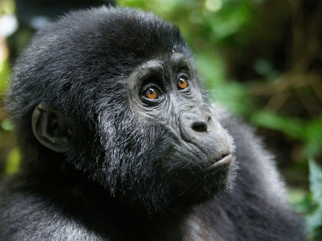Uzuri Uganda Safaris-坎帕拉必去景点