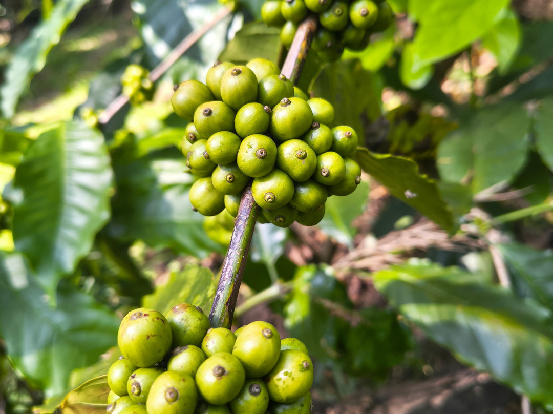 Greendale Coffee Experience-Suntikoppa必去景点