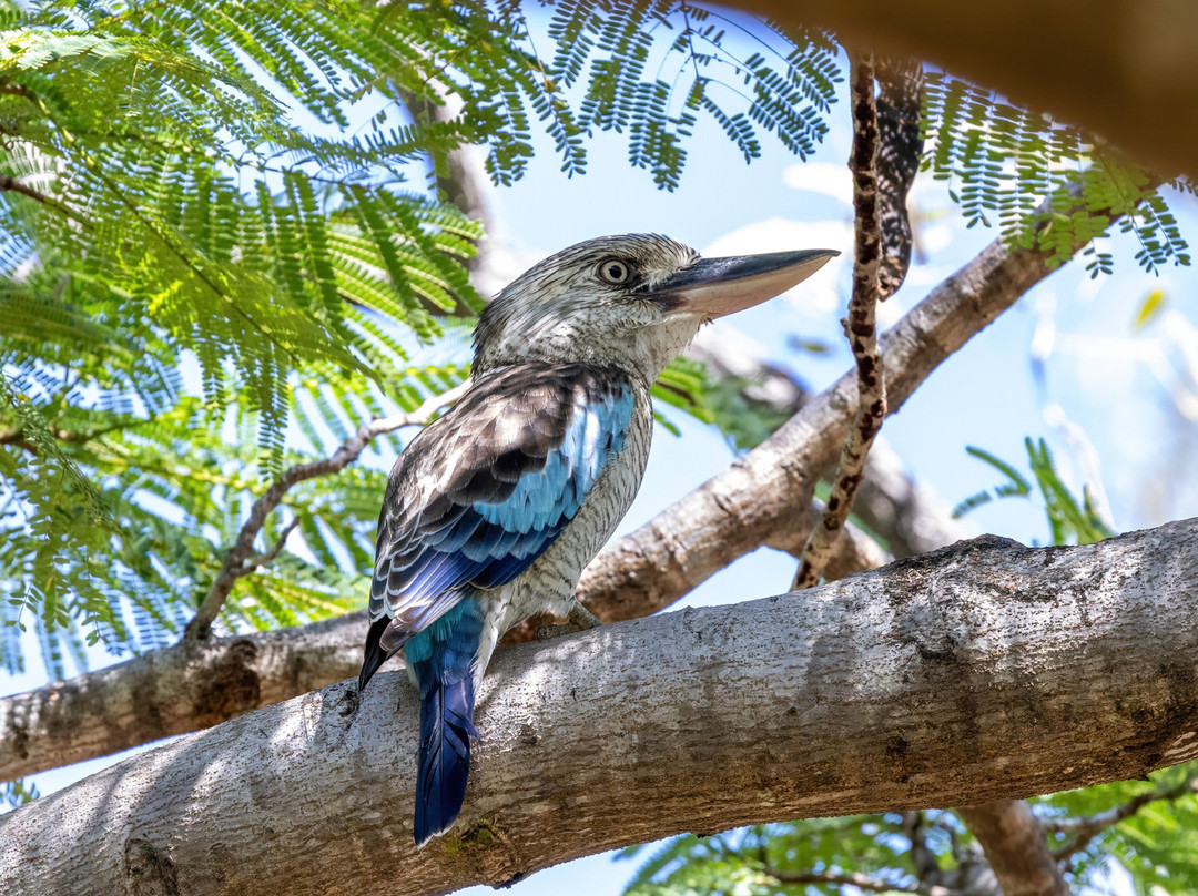 Birdwatching Tropical Australia-Mossman必去景点