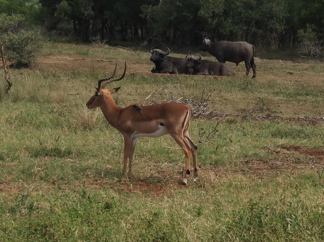 Hluhluwe - iMfolozi Park Wilderness Area-Hluhluwe Game Reserve必去景点