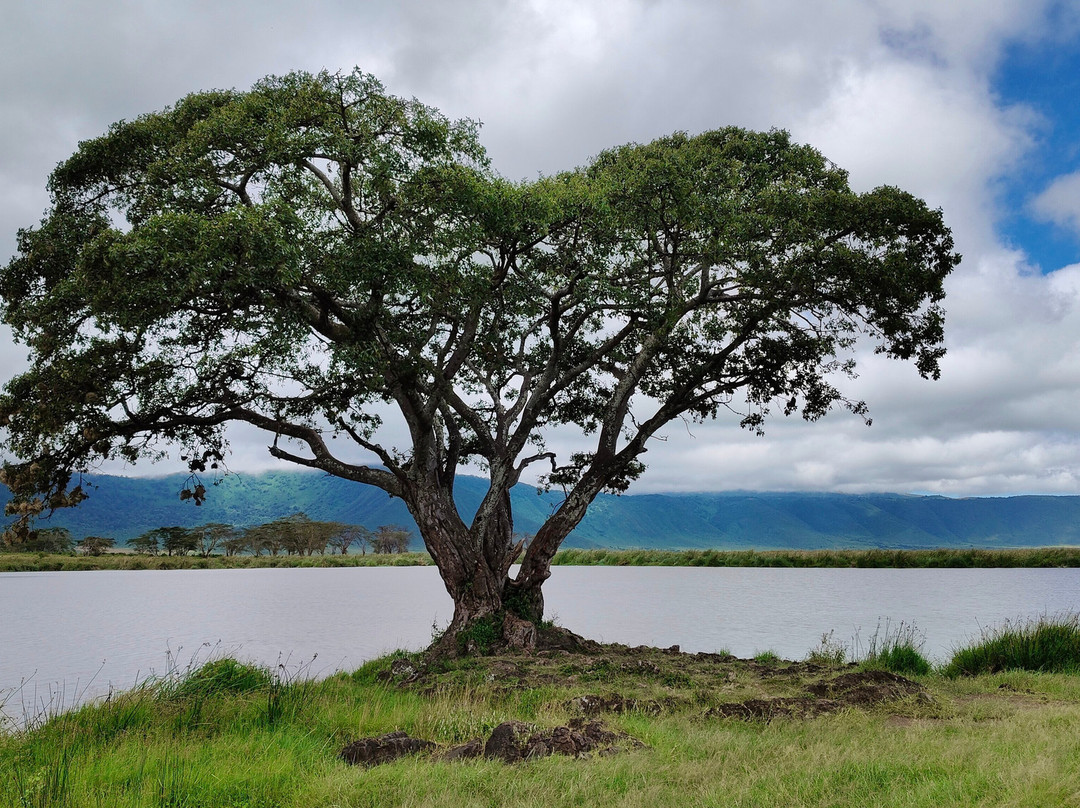 Ngorongoro Crater-恩戈罗恩戈罗保护区必去景点