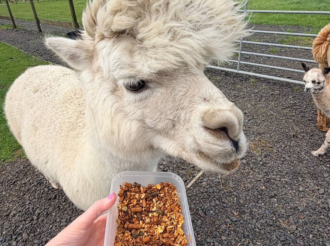 Bowbridge Alpacas Scotland-Peat Inn必去景点