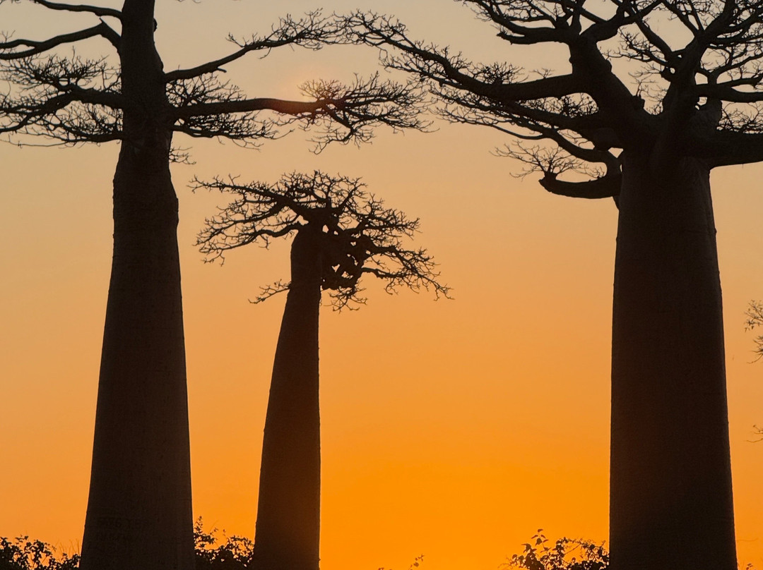 Remote River Expeditions - Madagascar-Morondava必去景点
