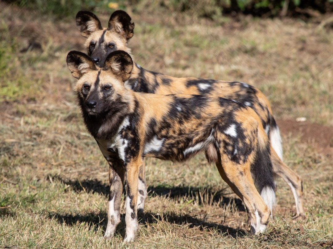 Ann van Dyk Cheetah Centre-哈特比斯普特必去景点
