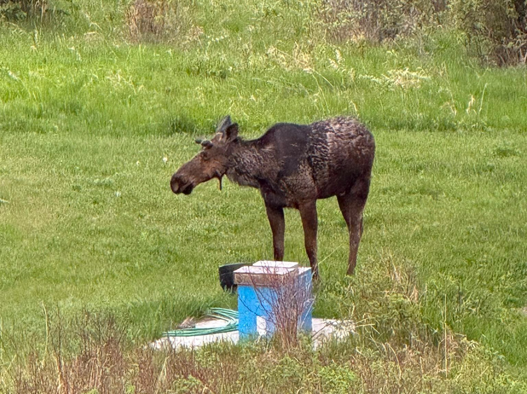 Moose Meadow Inn主图