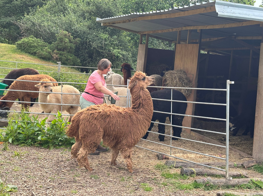 Bell Farm Alpacas-Pensford必去景点
