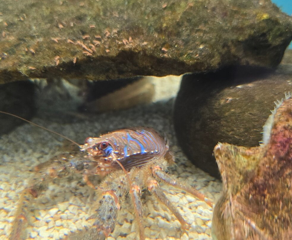 Lyme Regis Marine Aquarium-莱姆里杰斯必去景点