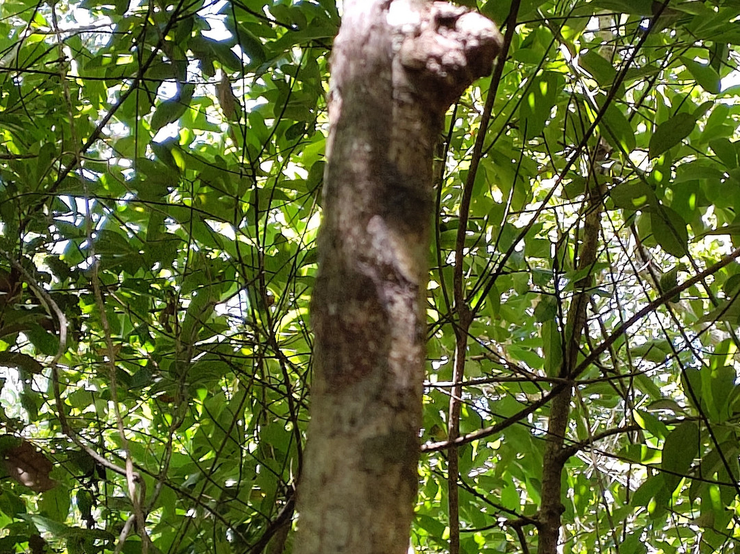 Lokobe Nature Special Reserve-诺西贝必去景点