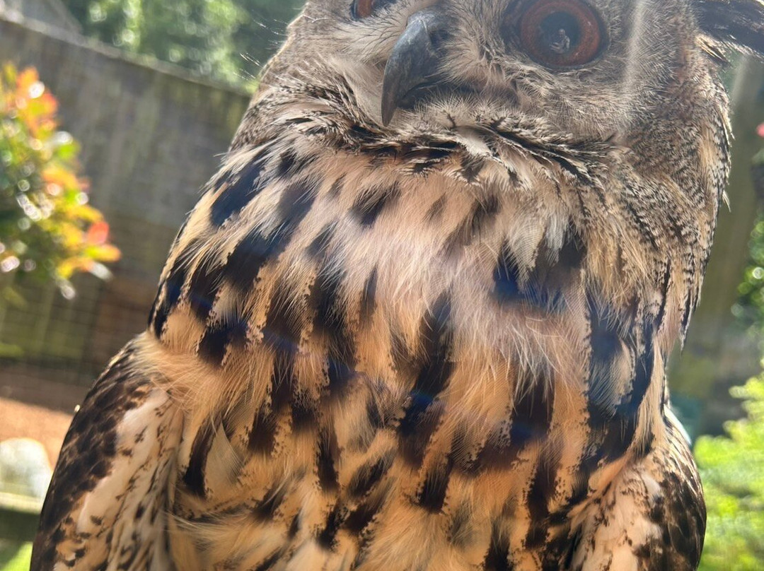 World of Owls-Randalstown必去景点