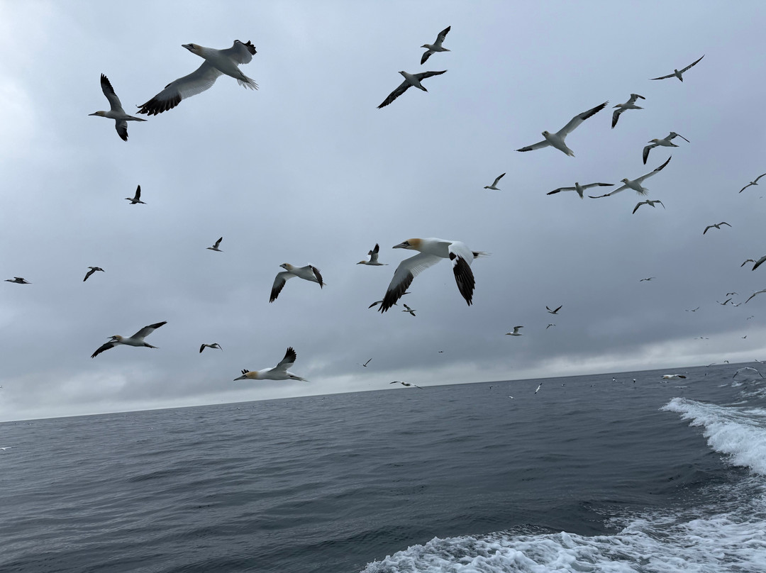 Shetland Seabird Tours - The Noss Boat-Lerwick必去景点
