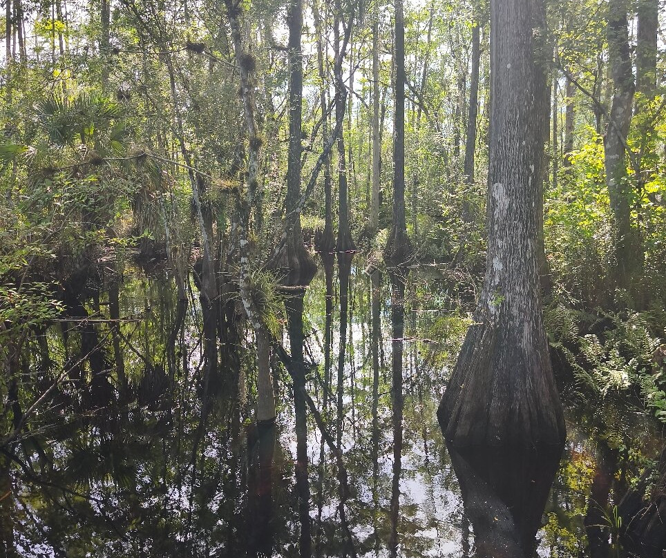 Six Mile Cypress Slough Preserve-迈尔斯堡必去景点