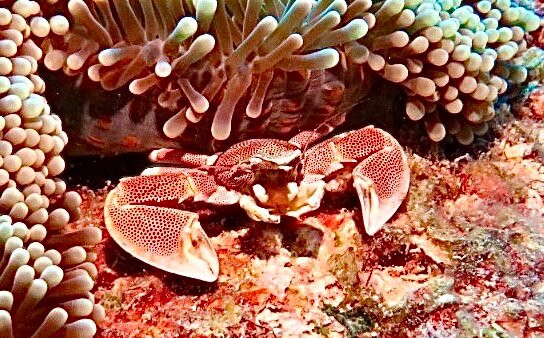 Orca Dive Club - Pereybere-Pereybere必去景点