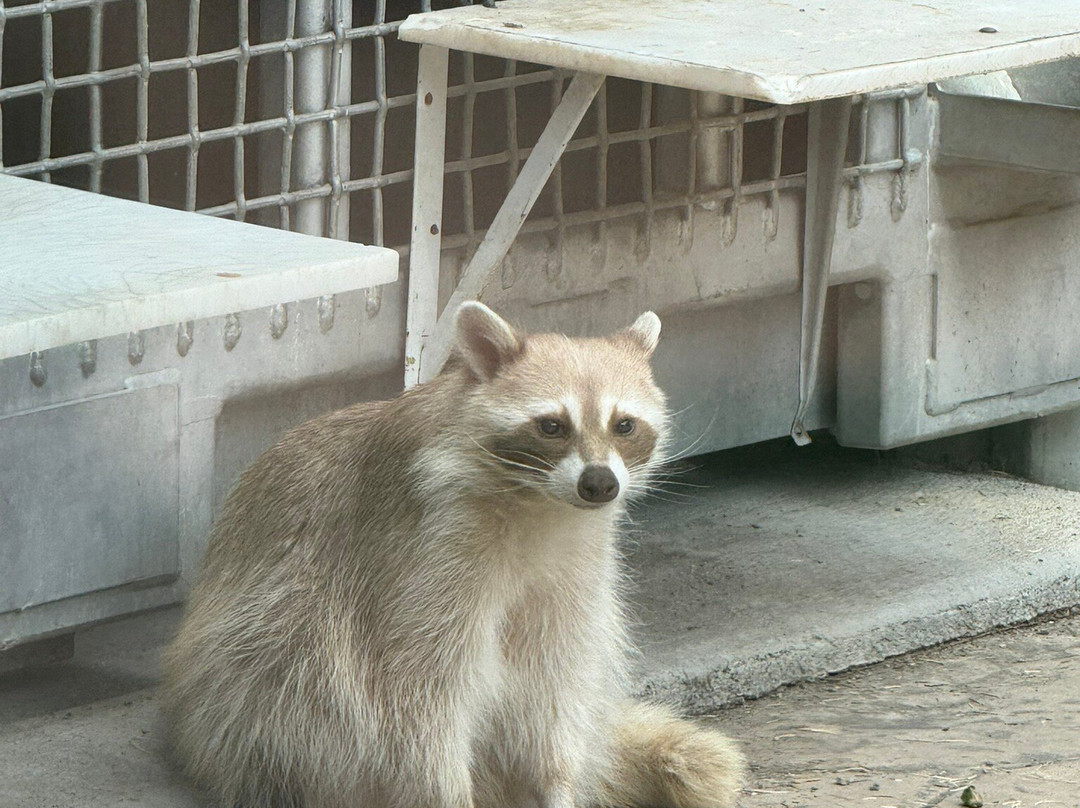 Denver Zoo-丹佛必去景点