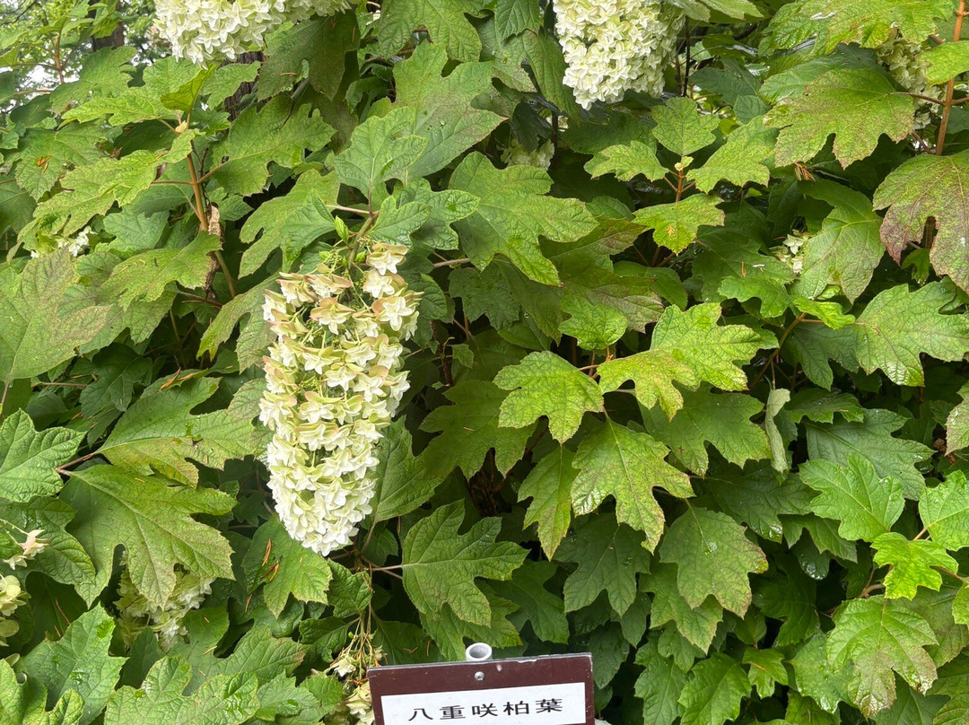 Moriyama Ashikarien Garden-守山市必去景点