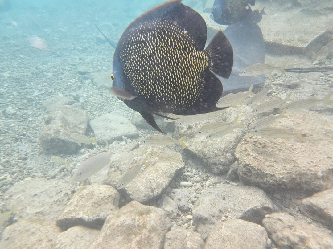 Curaçao Sea Aquarium-威廉斯塔德必去景点