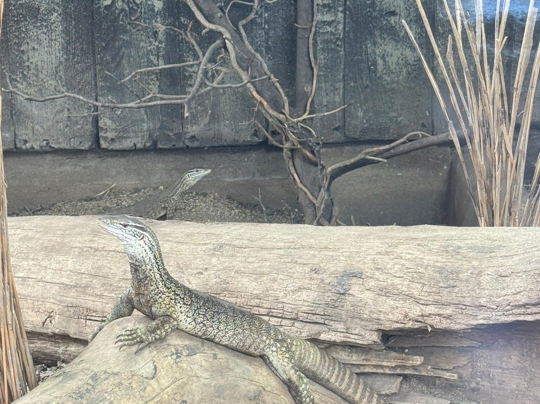 Crocodiles of the World-Brize Norton必去景点