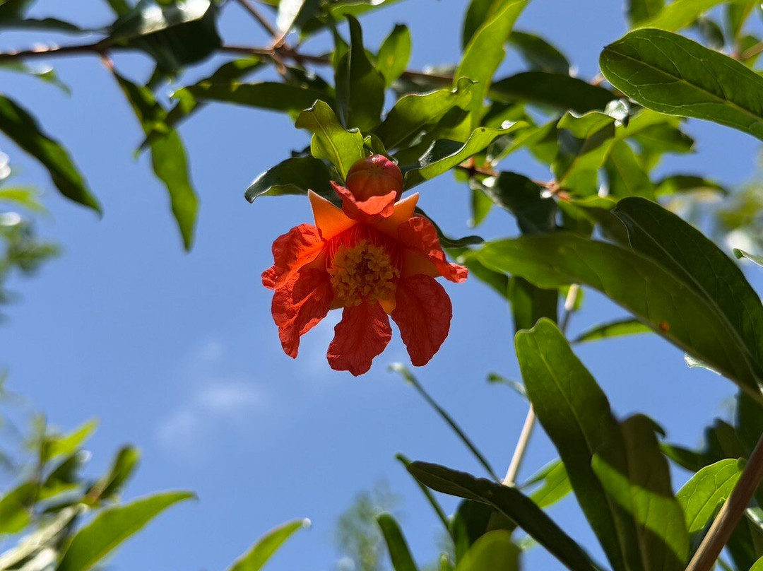 Orchard Of Flavours Botanical Garden-Luz de Tavira必去景点
