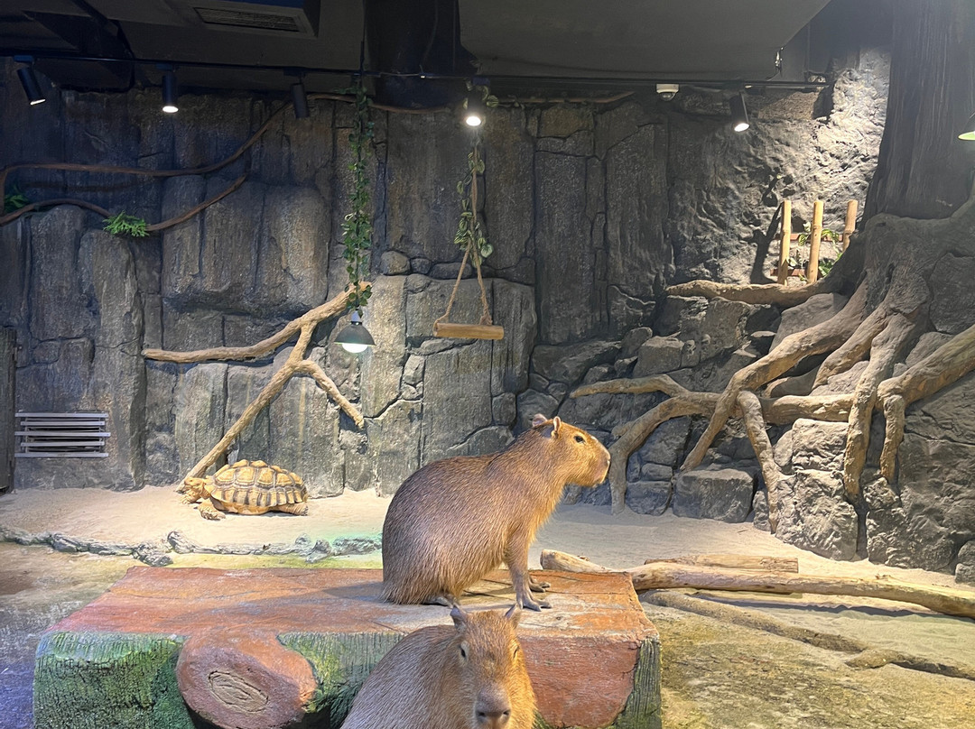 Jakarta Aquarium & Safari-雅加达必去景点